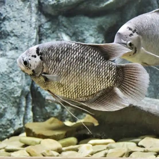 Giant Gourami (Osphronemus goramy) - En Büyük Balık Türü